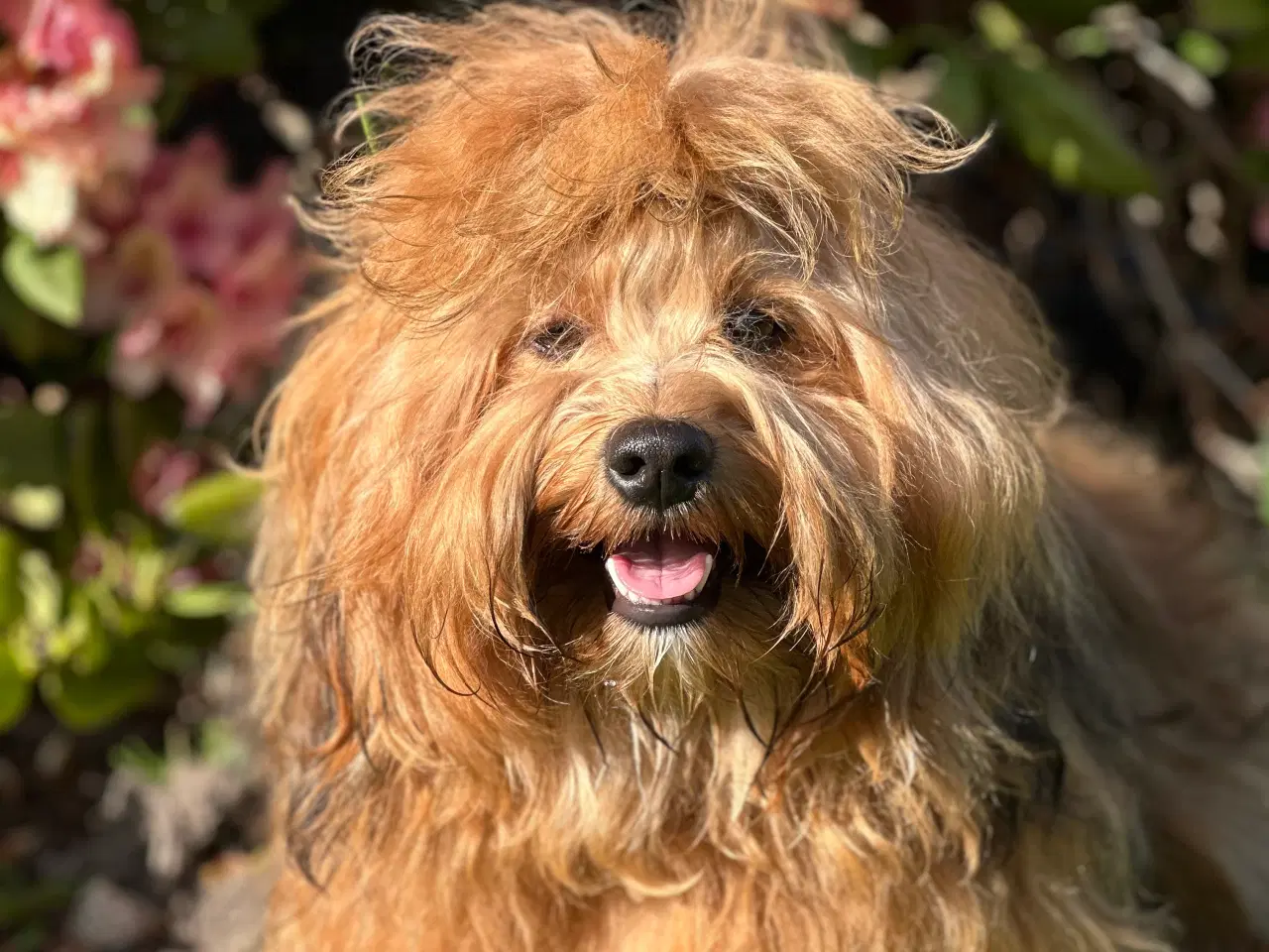 Billede 3 - Skønneste Bichon havanais han tilbydes til avl