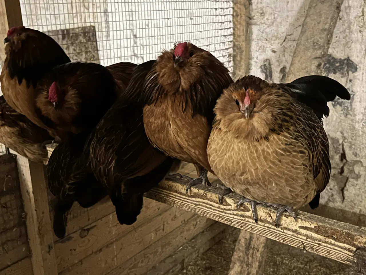 Billede 2 - Kom med et bud - antwerpener