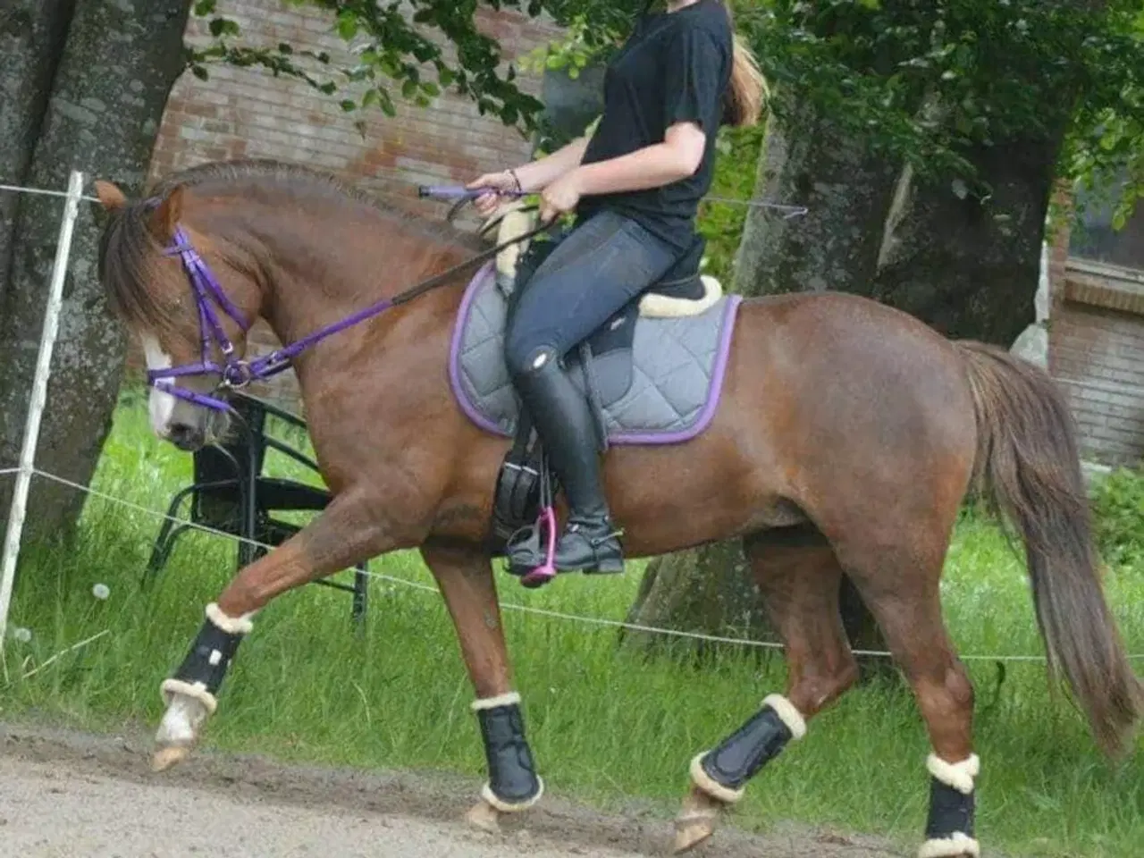 Billede 5 - Træning og tilridning af ponyer og islændere 