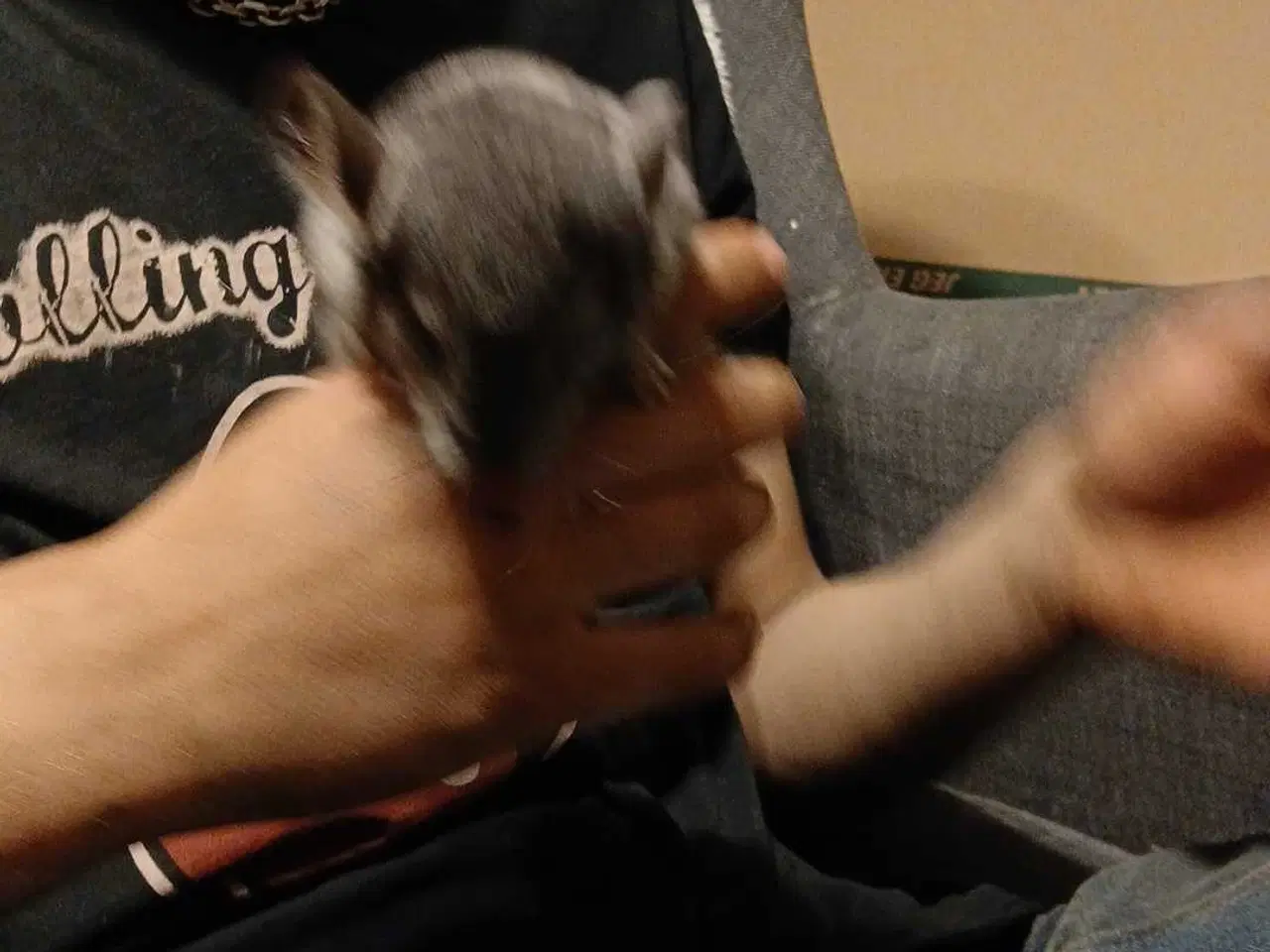 Billede 8 - Chinchilla 