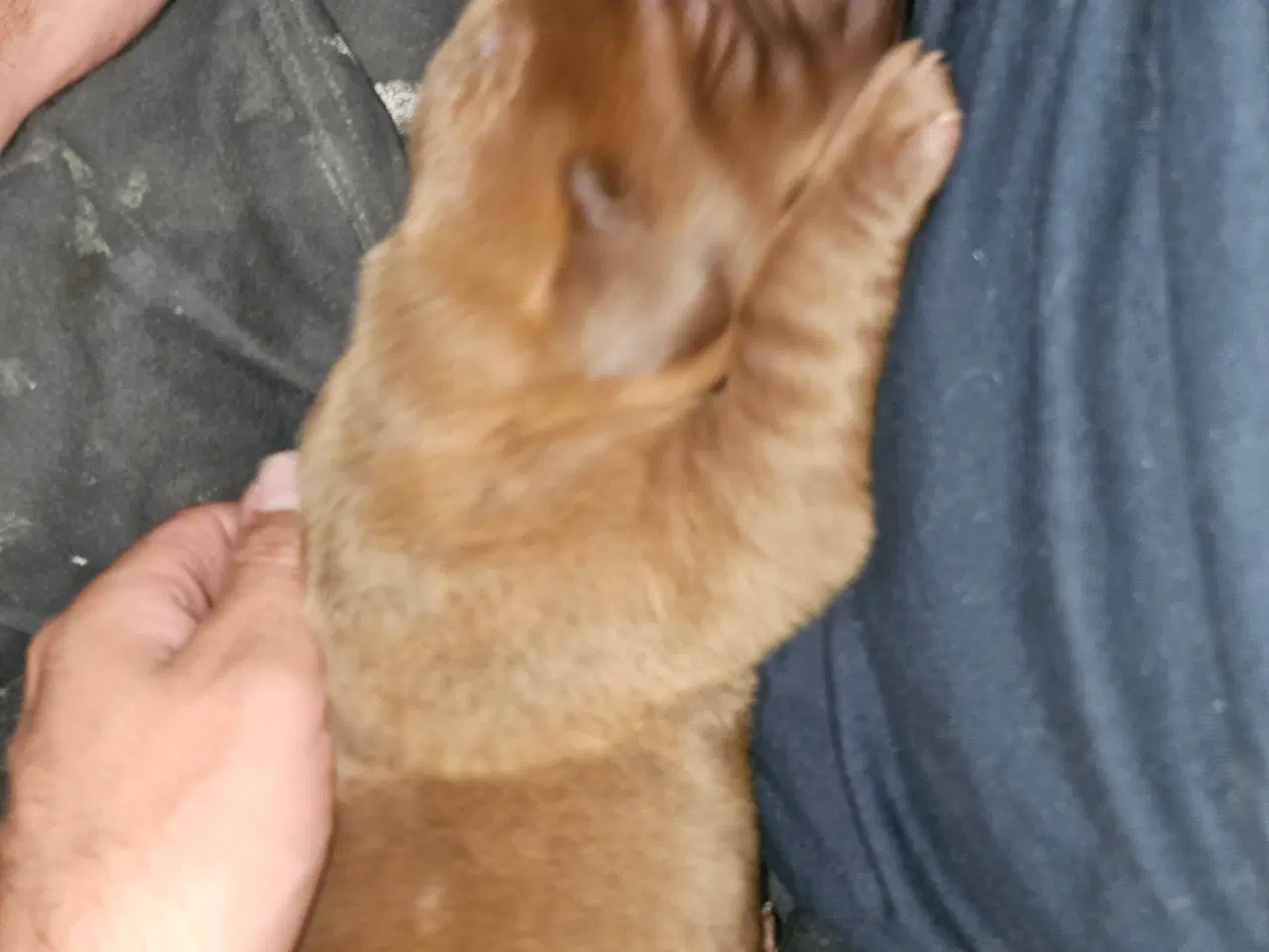 Billede 9 - Dogue de bordeaux blandings hvalpe