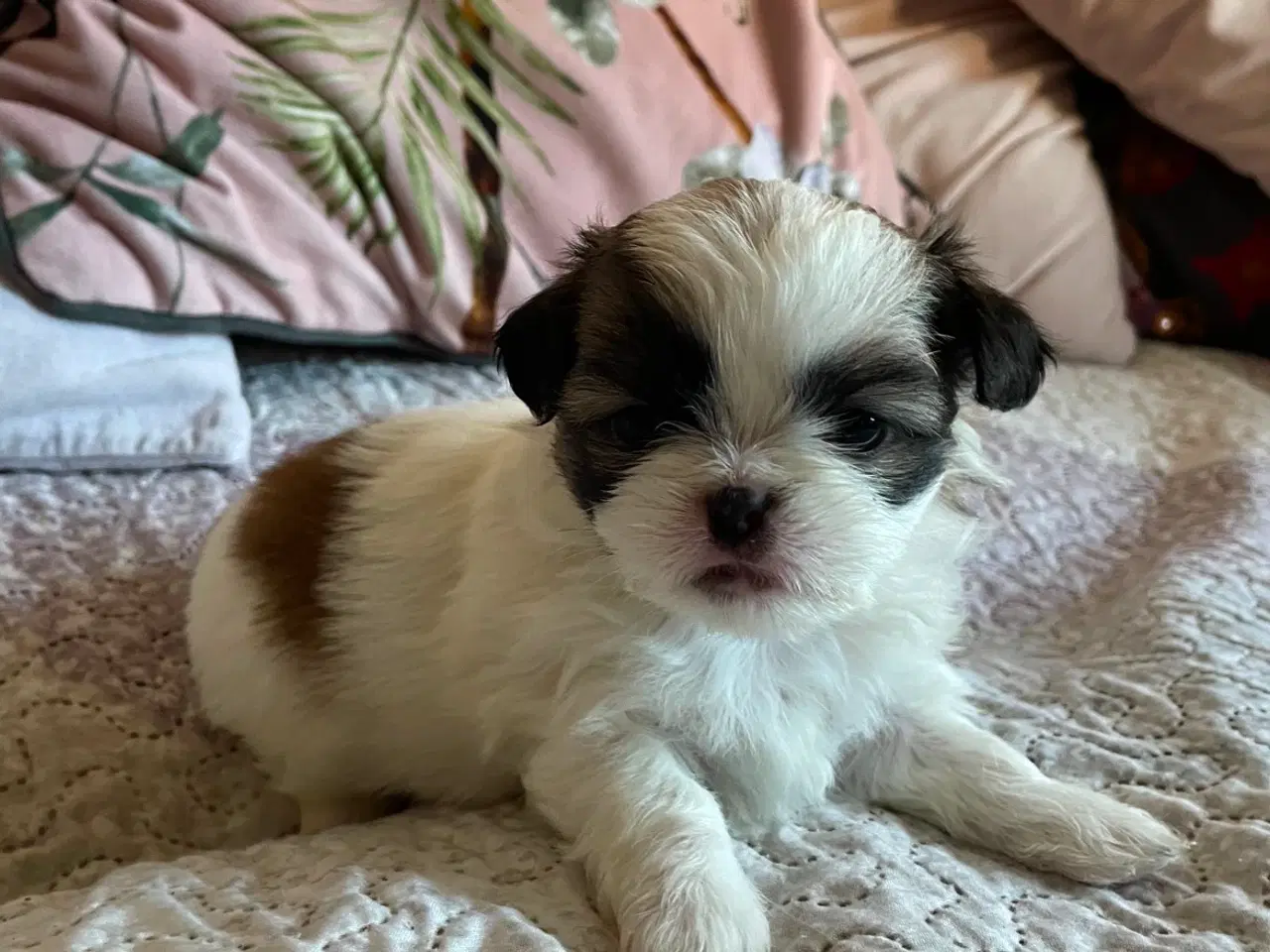 Billede 5 - Shih tzu blanding 