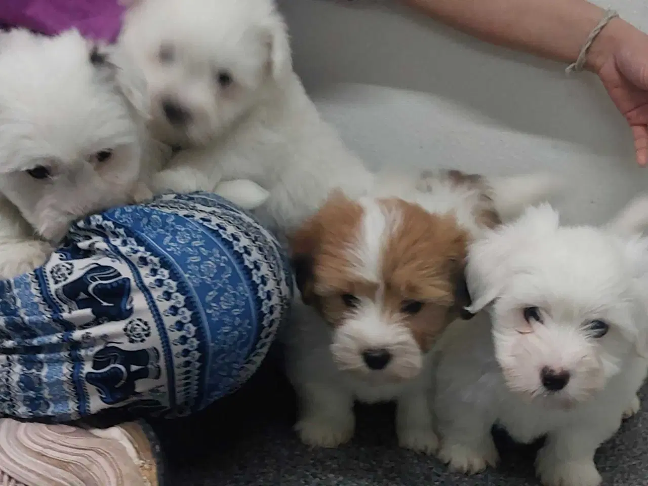 Billede 4 - Coton de tulaer