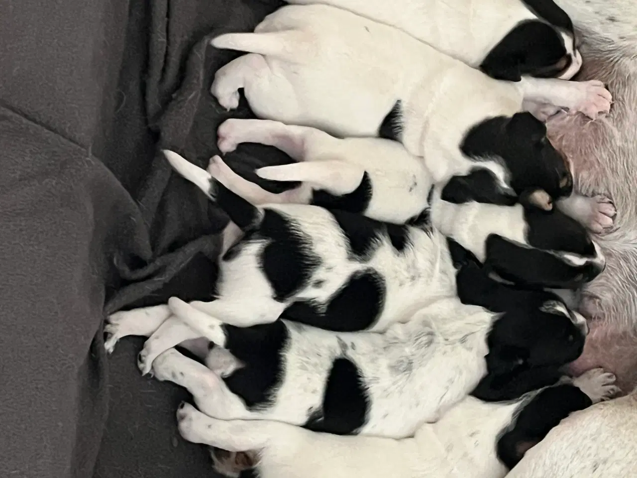 Billede 1 - Dansk-Svensk Gårdhund - hvalpe sælges 
