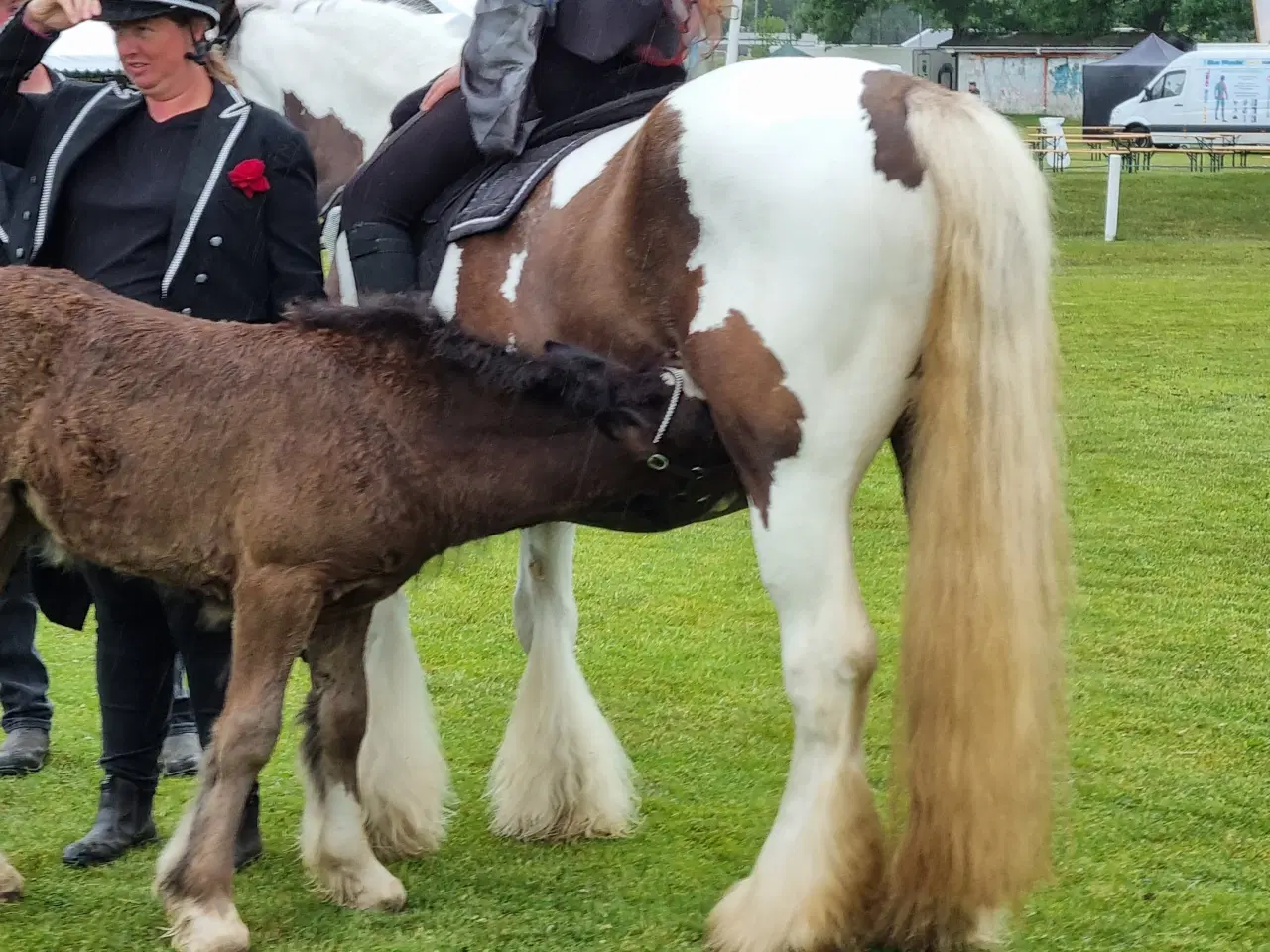Billede 8 - Smuk tinker hoppe på 9 år