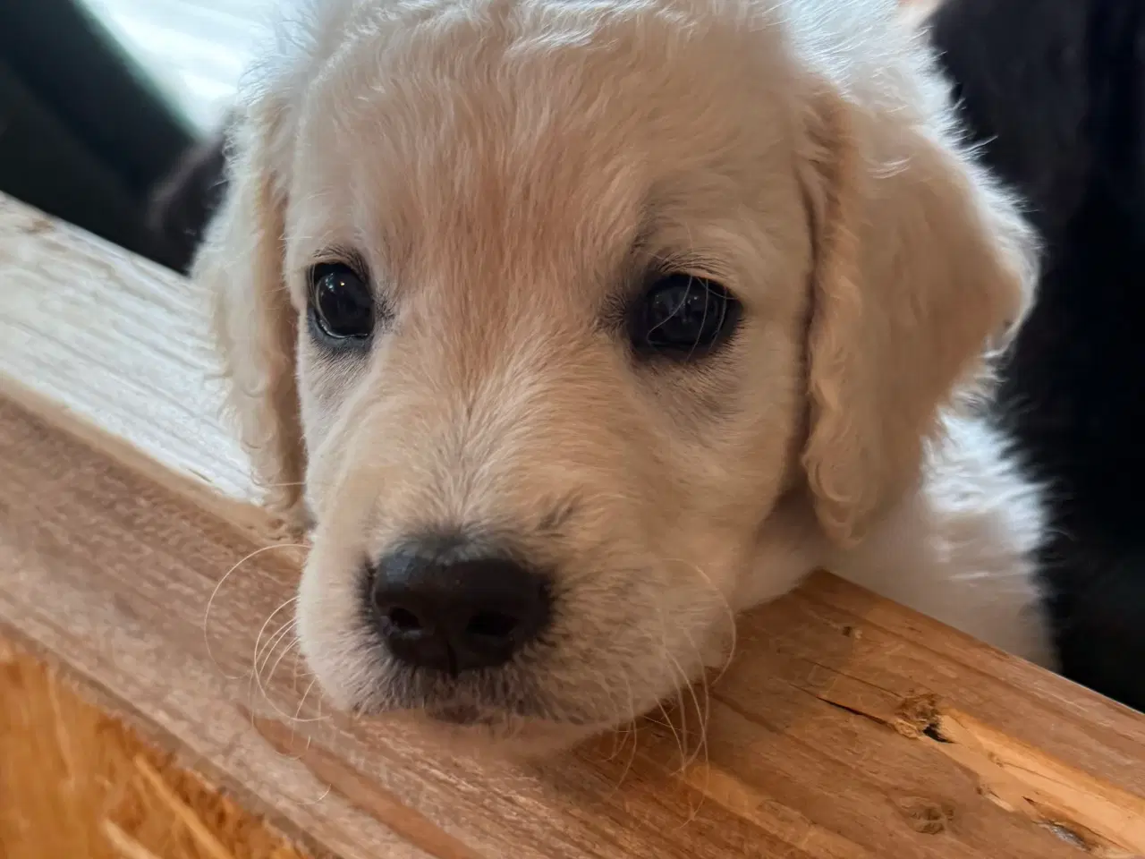 Billede 2 - Gold Retriever blandinger