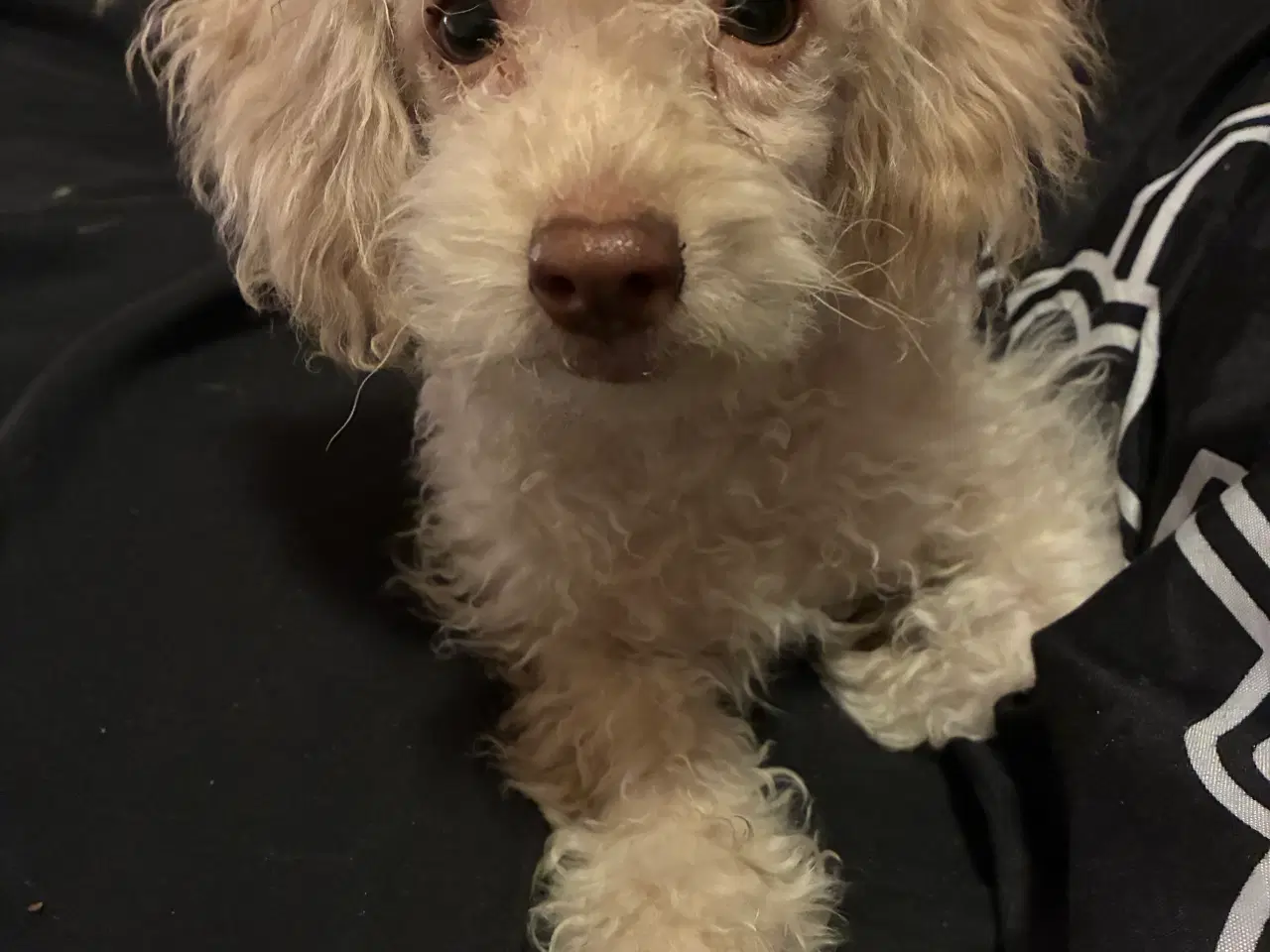 Billede 2 - Puddel blanding tæve 9 uger