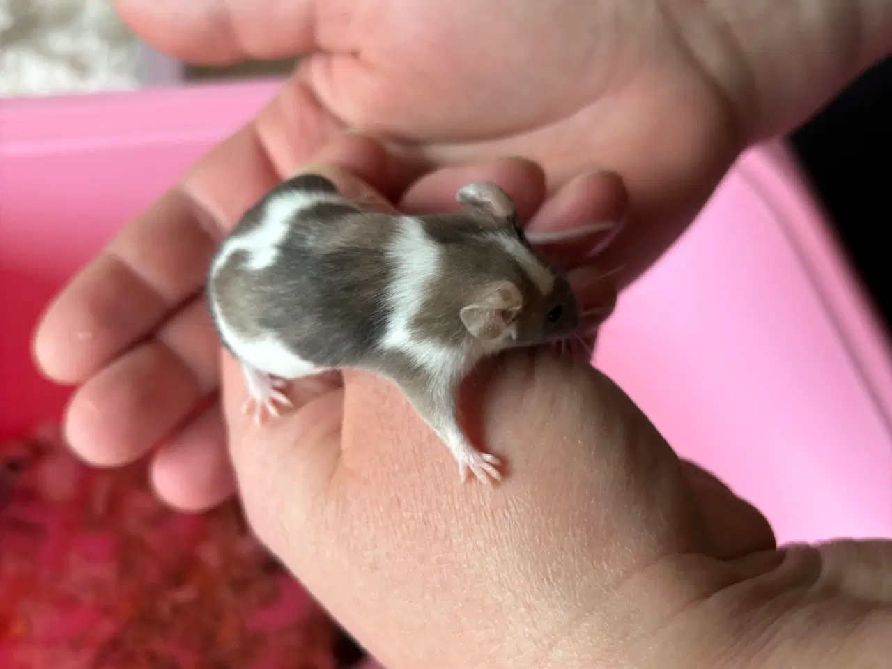 Billede 3 - Flerfarvede/plettede mus