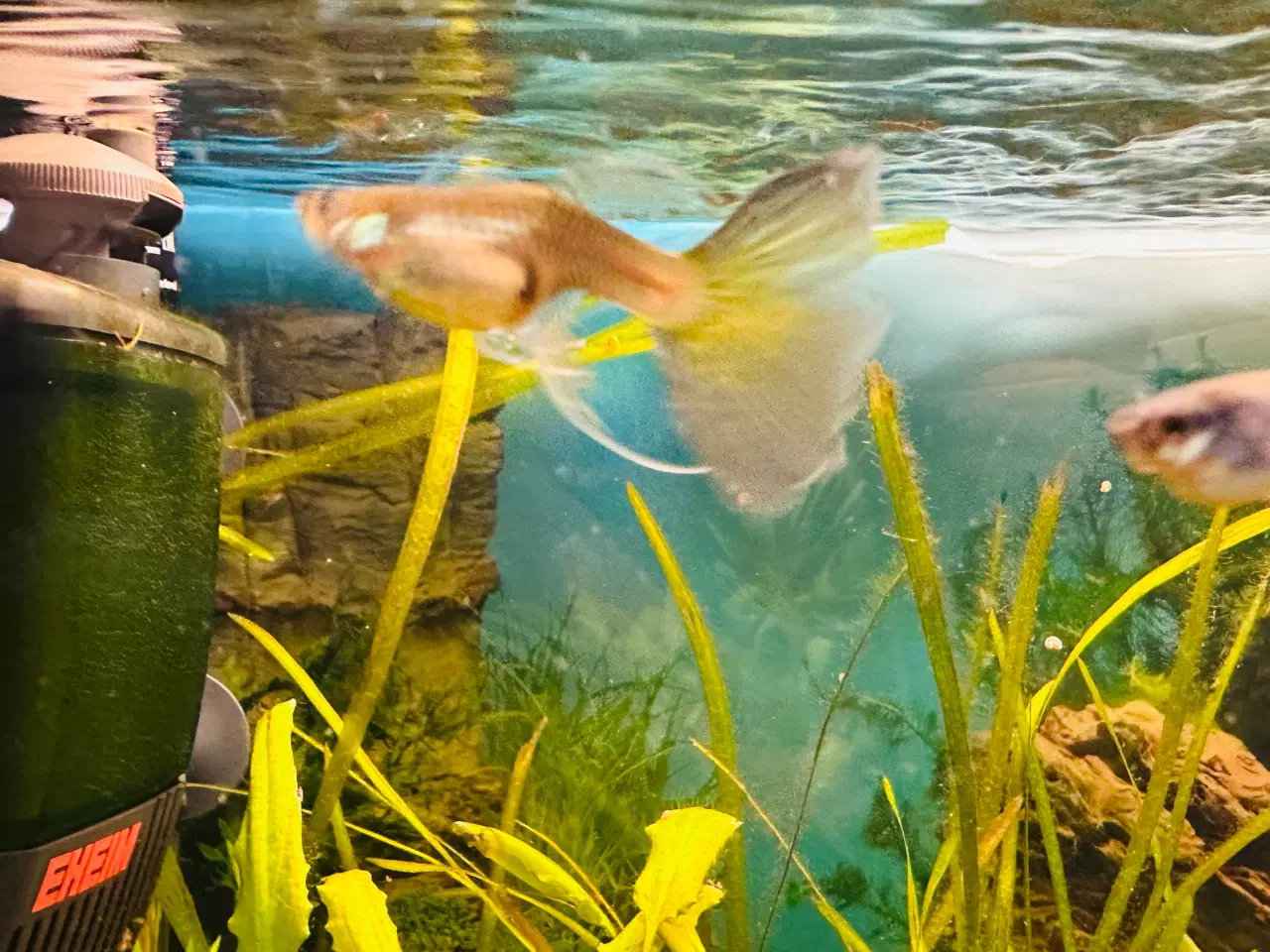 Billede 3 - Guppy yngel 