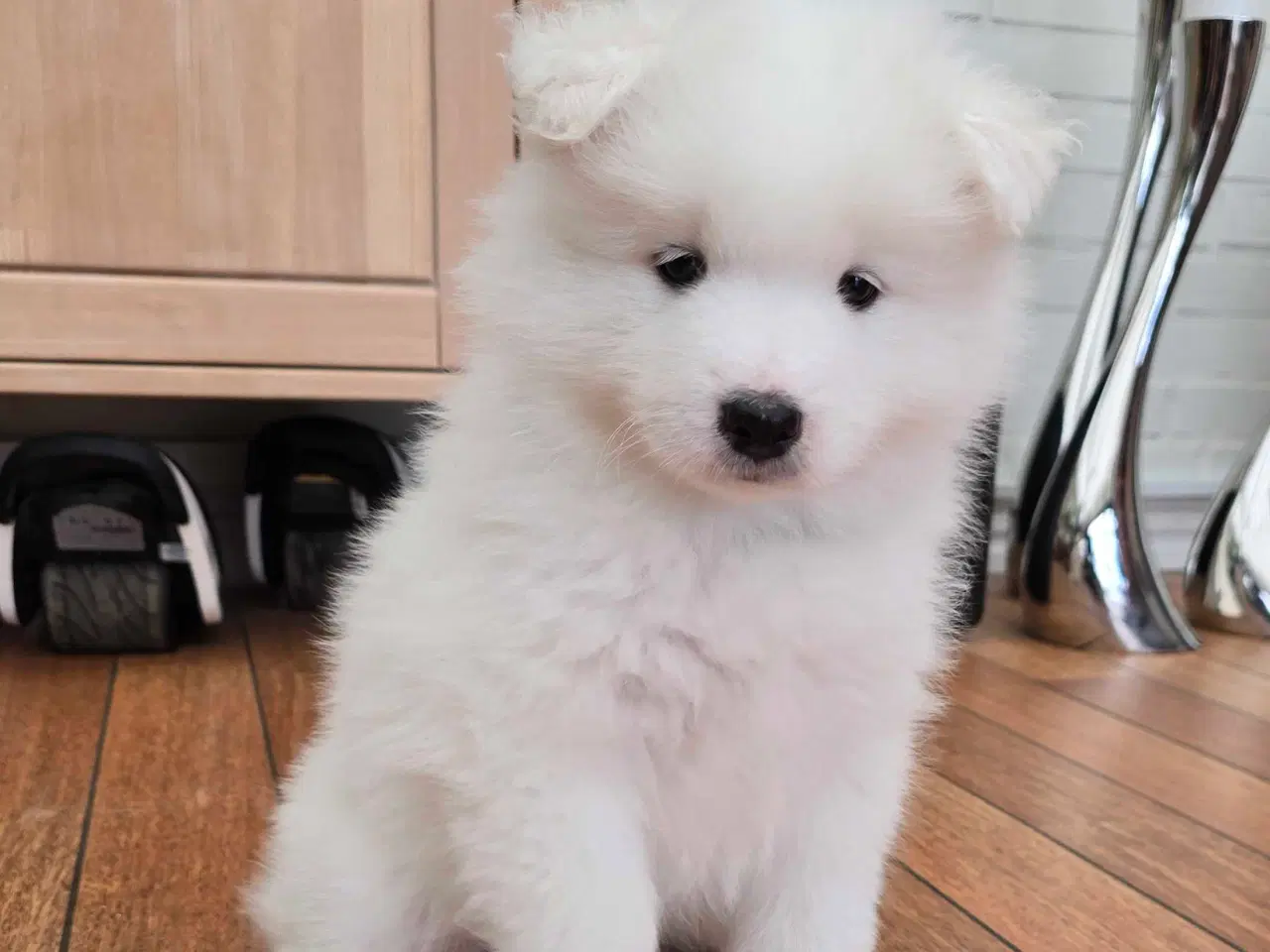 Billede 6 - Samojede hvalp