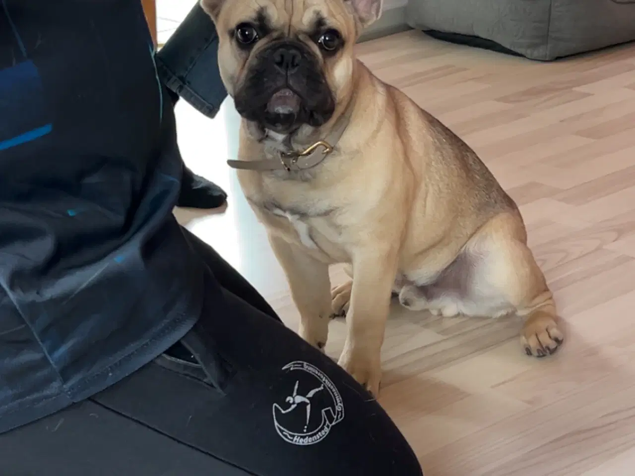 Billede 3 - Fransk bulldog 