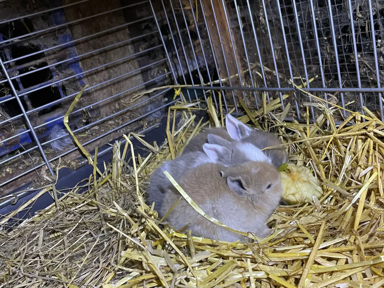 Billede 1 - Dværg vædder unger