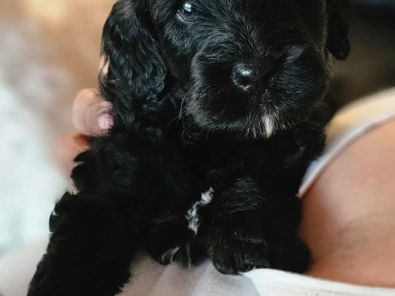Billede 4 - Cavapoo F1B 