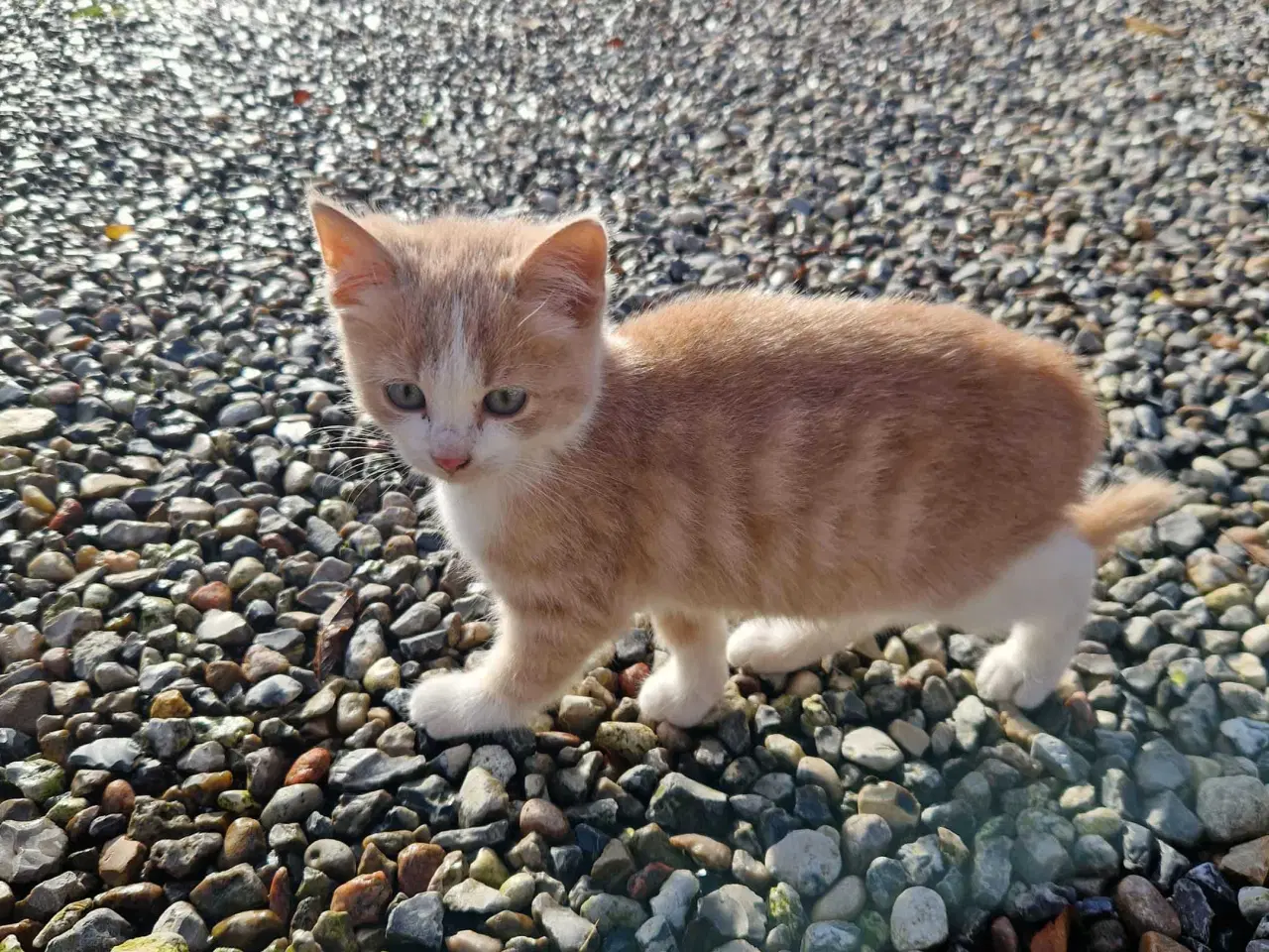 Billede 2 - Søde røde killinger 