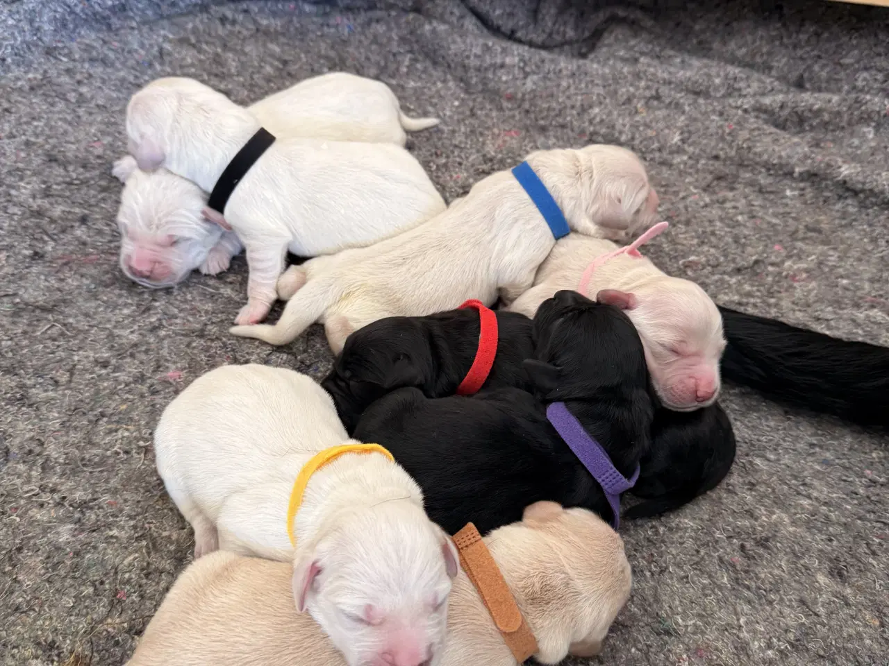 Billede 1 - Golden Retriever/Labrador hvalpe