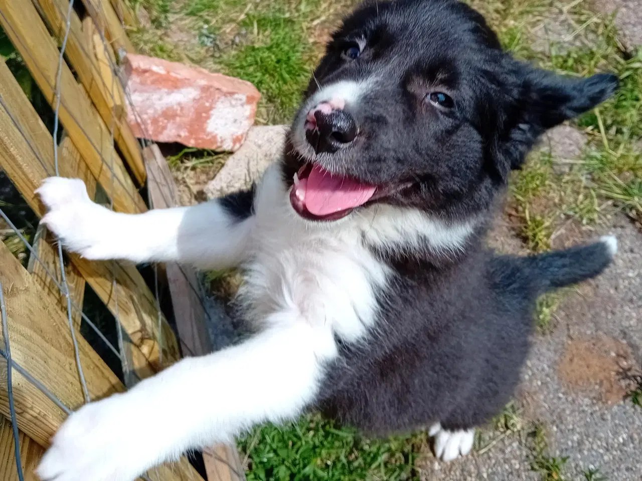 Billede 4 - Border Collie Hvalpe