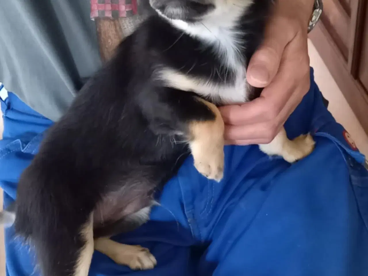 Billede 2 - Chihuahua dreng 
