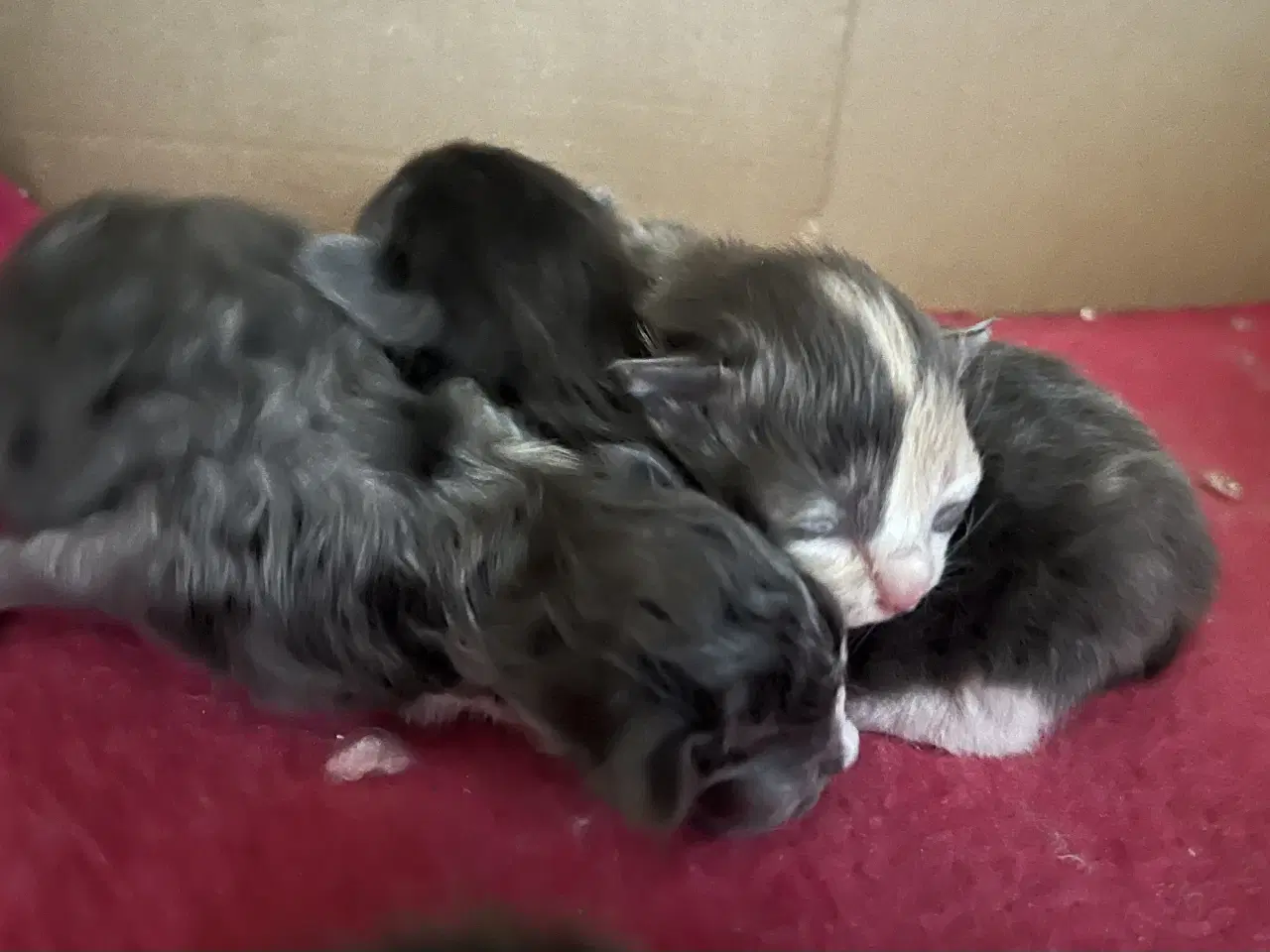 Billede 4 - Vamsede blandingskillinger 