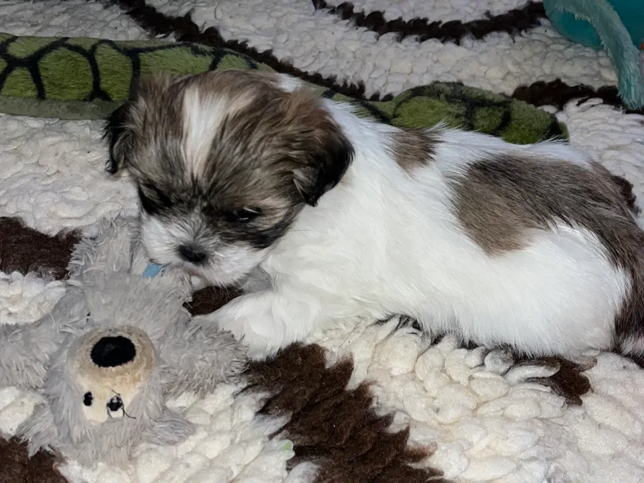 Billede 4 - Shih tzu / Malteser hvalpe