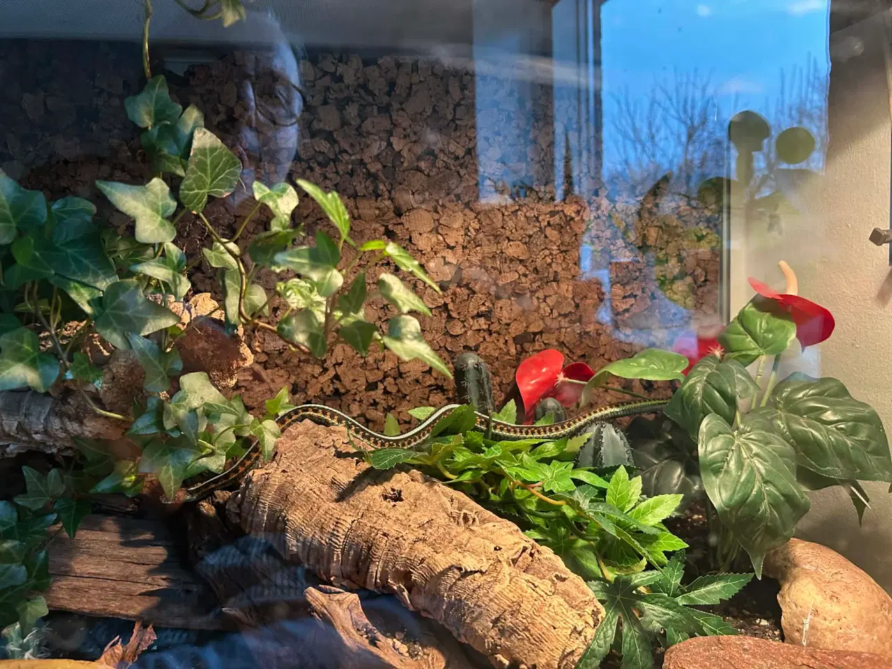 Billede 4 - Smuk strømpebåndssnog incl terrarie