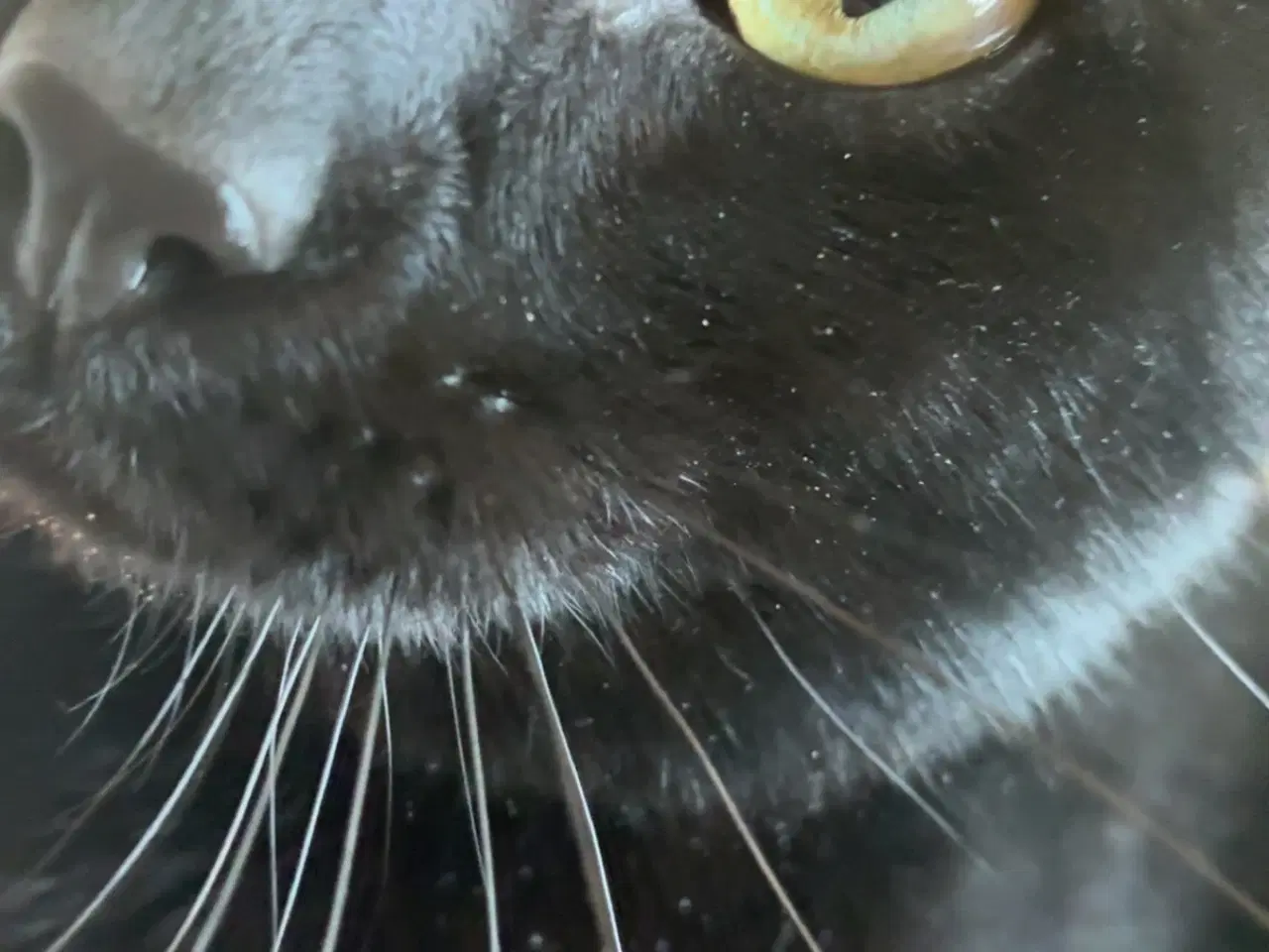 Billede 4 - British Shorthair & Indisk Bombay blandingskilling