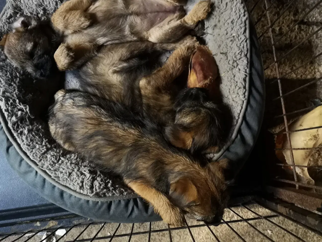 Billede 1 - Border Terrier hvalp.