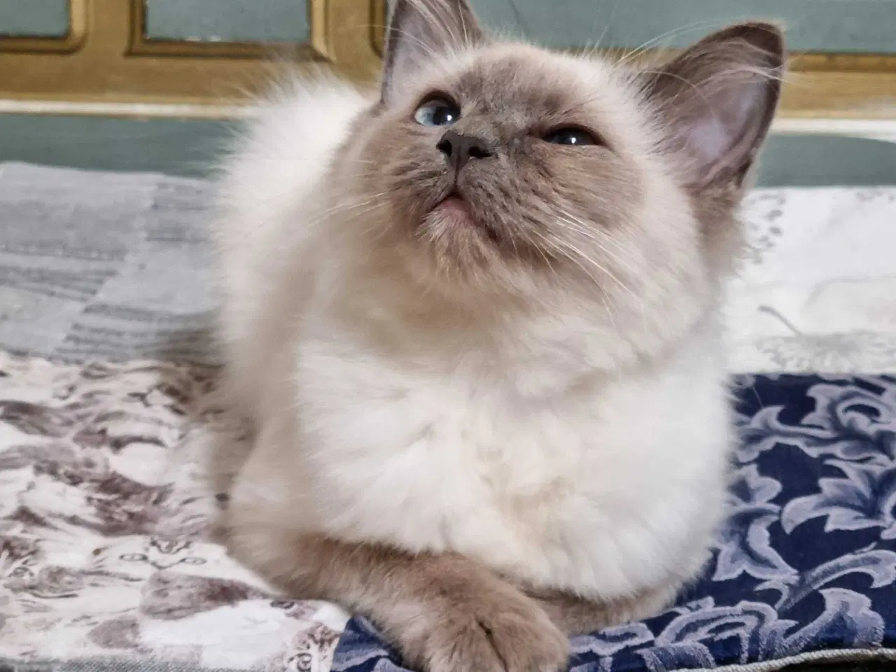 Billede 1 - Ragdoll pige 