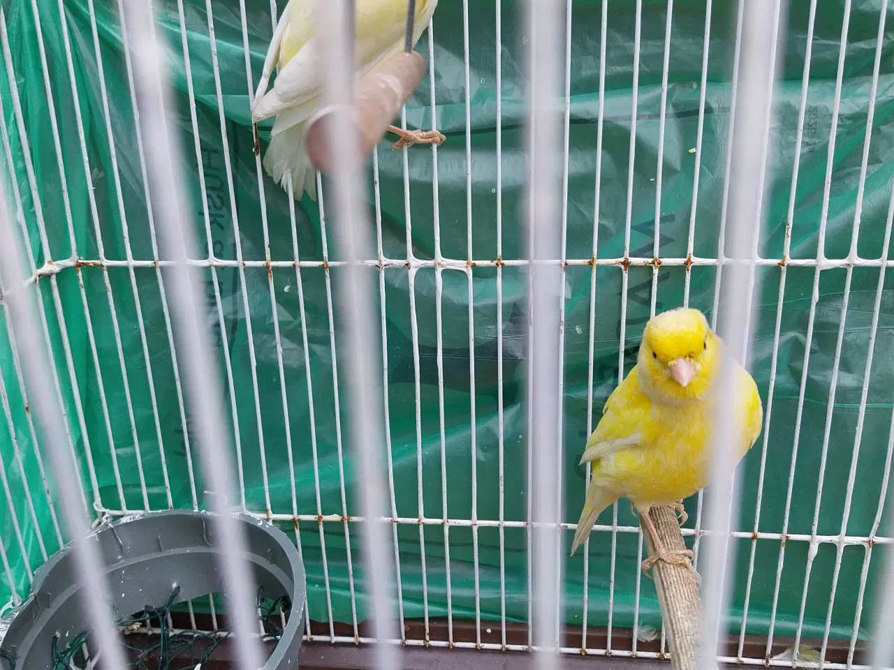 Billede 1 - 2 stk kanariefugle