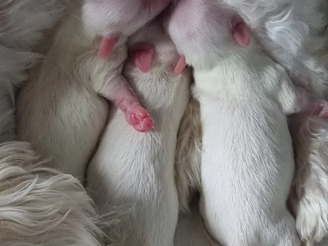 Billede 3 - Coton de tulear 
