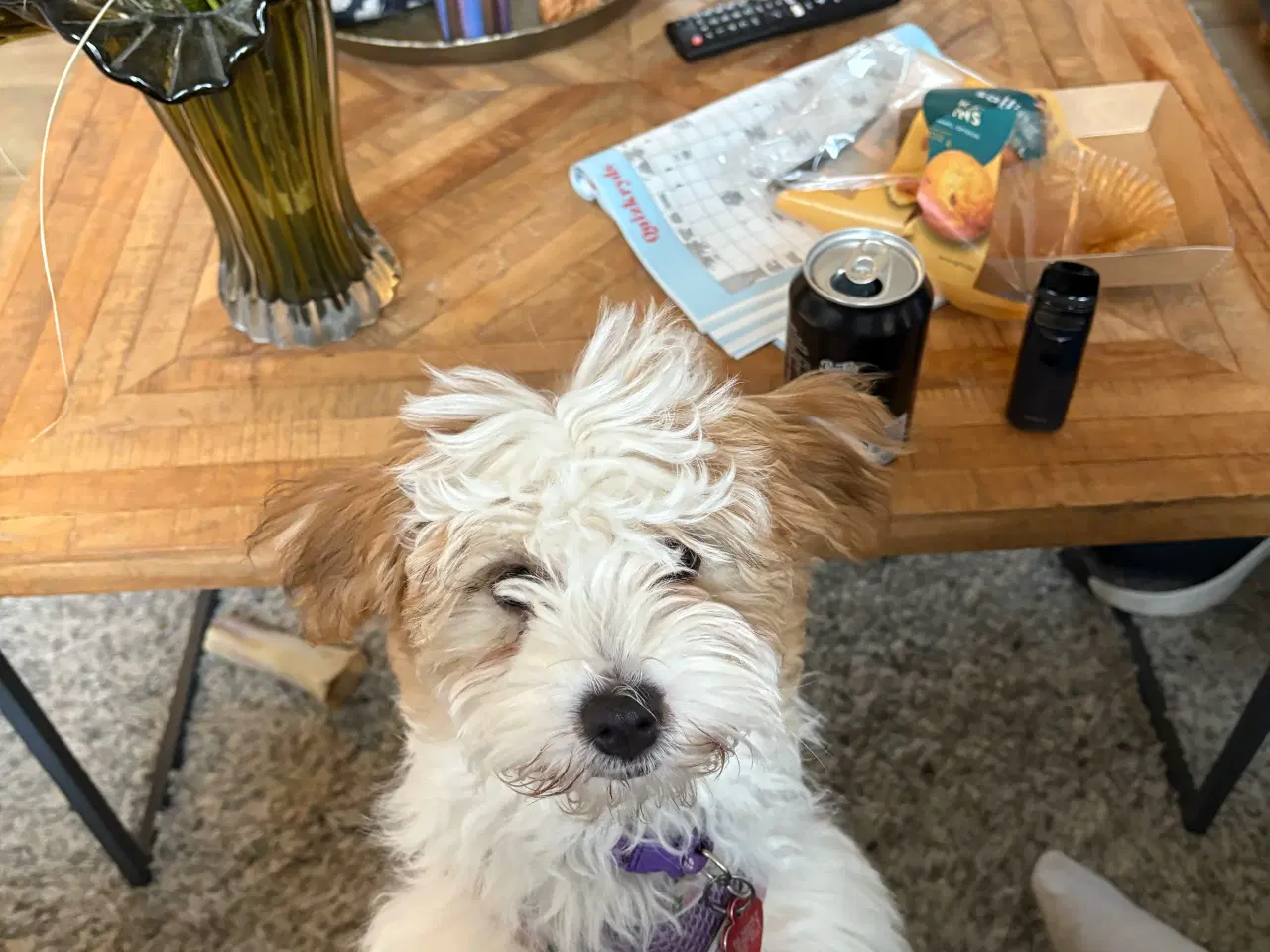 Billede 6 - Bichon Havanais med et strejf af malterser