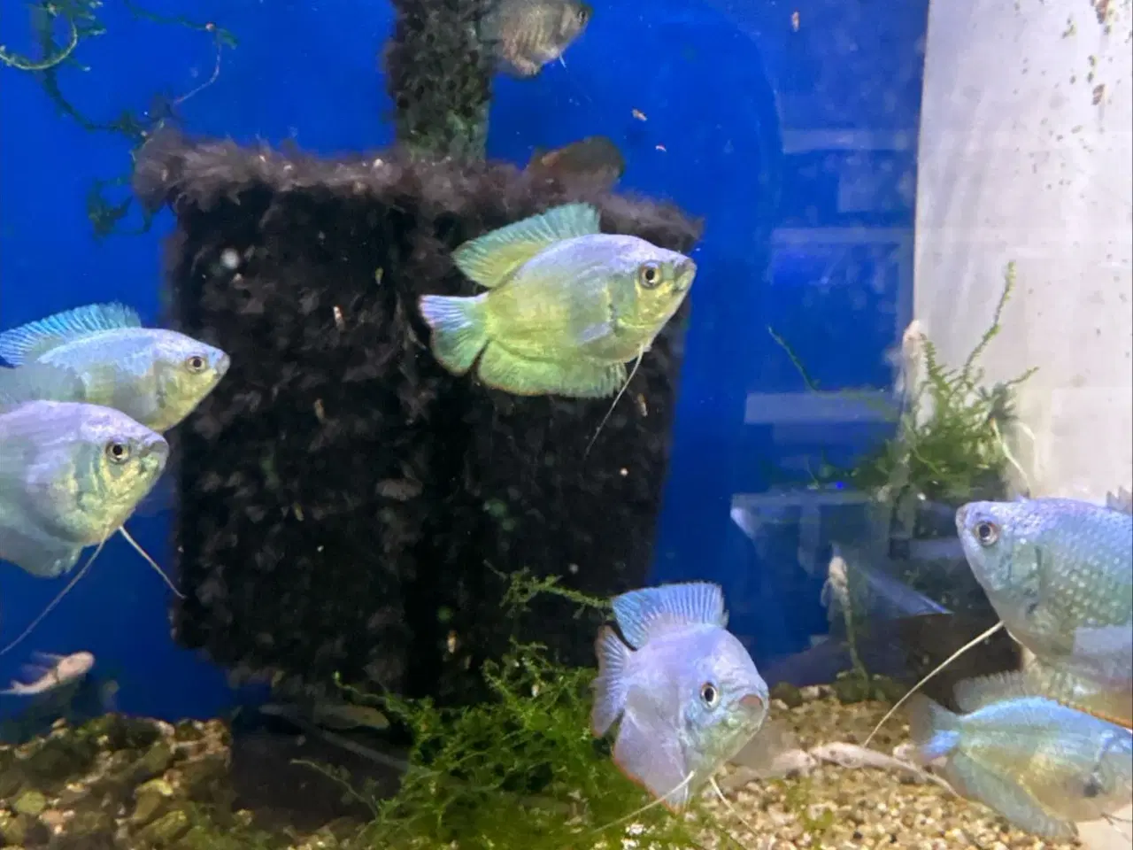 Billede 1 - Cobolt dværgurami 