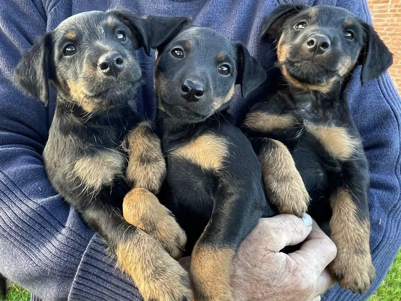 Billede 2 - Tysk Jagtterrier hvalpe salgsklar - 2 hanner