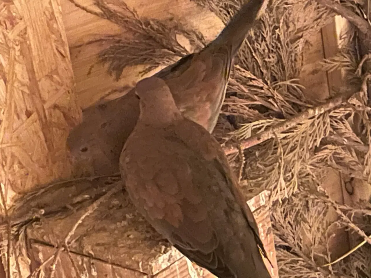 Billede 1 - Sælger forskellige fugle sammen