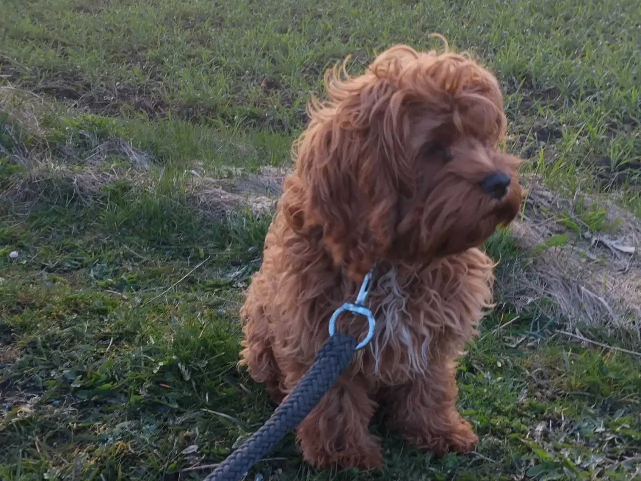 Billede 4 - Sødeste Cockapoo pige 