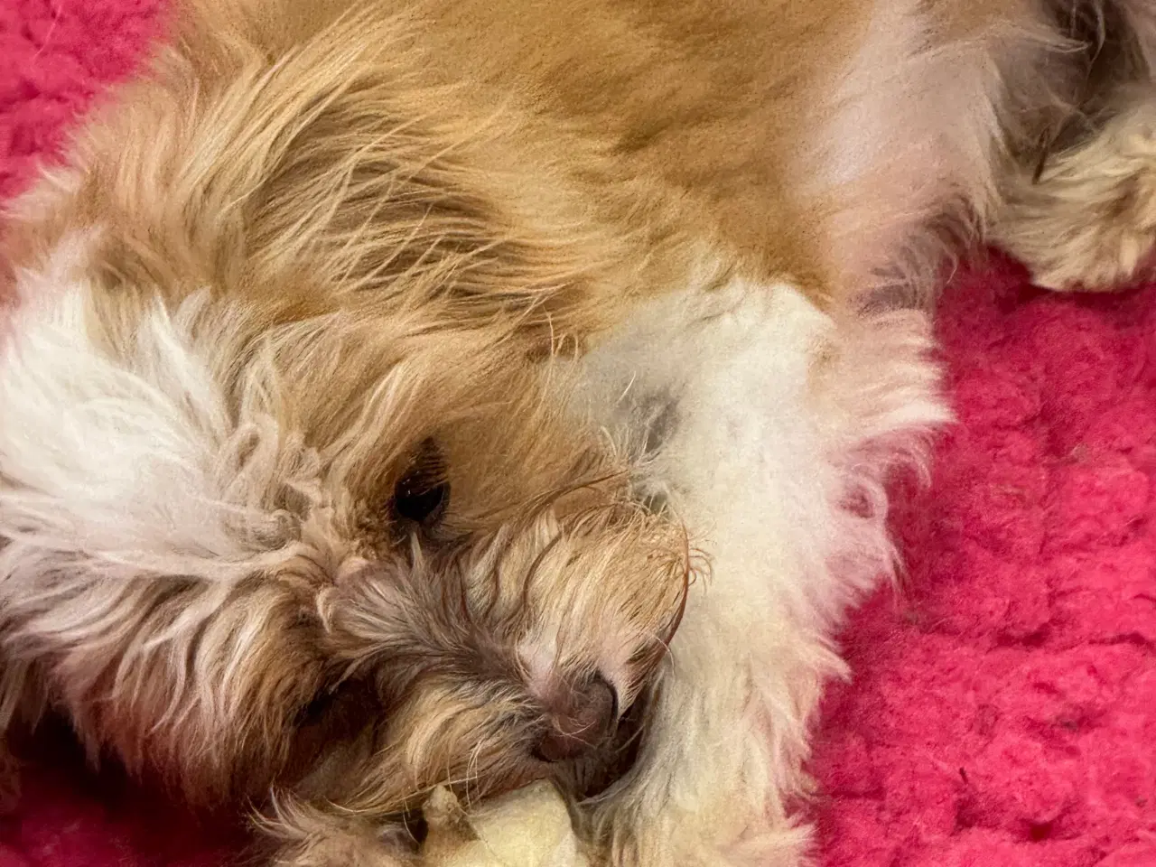 Billede 8 - Maltipoo4love 2 Smukke  drenge 