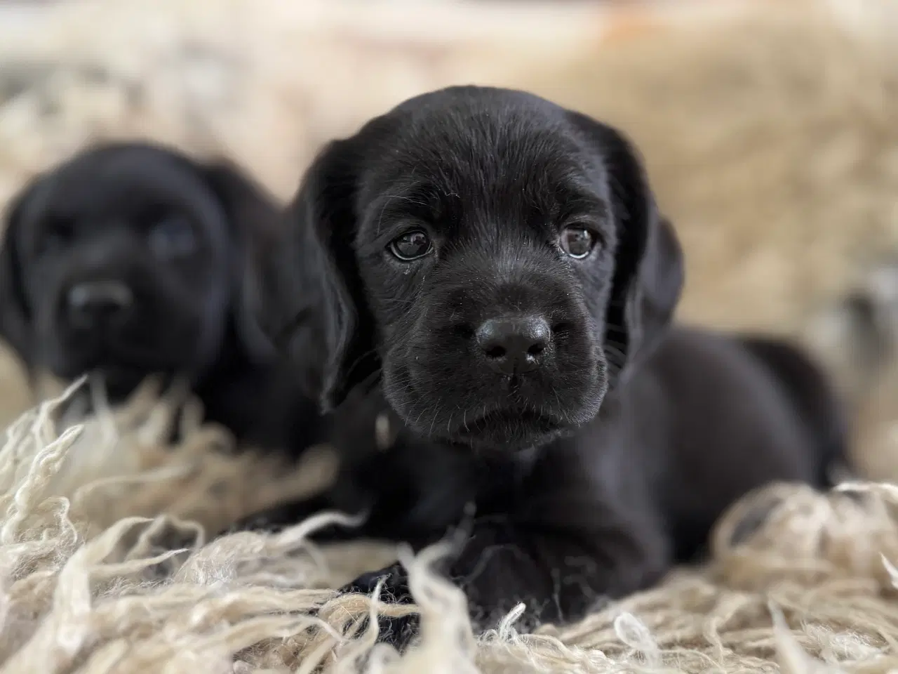 Billede 8 - Ceckerspaniel og Labrador (Amerikansk cockerdor)
