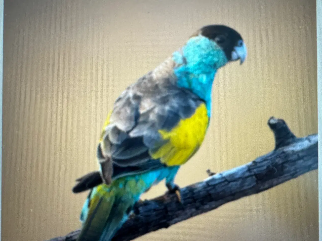 Billede 1 - Hoodet Parakit-- KØBES--