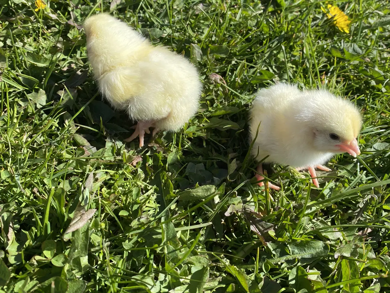 Billede 2 - Lys sussex kyllinger 