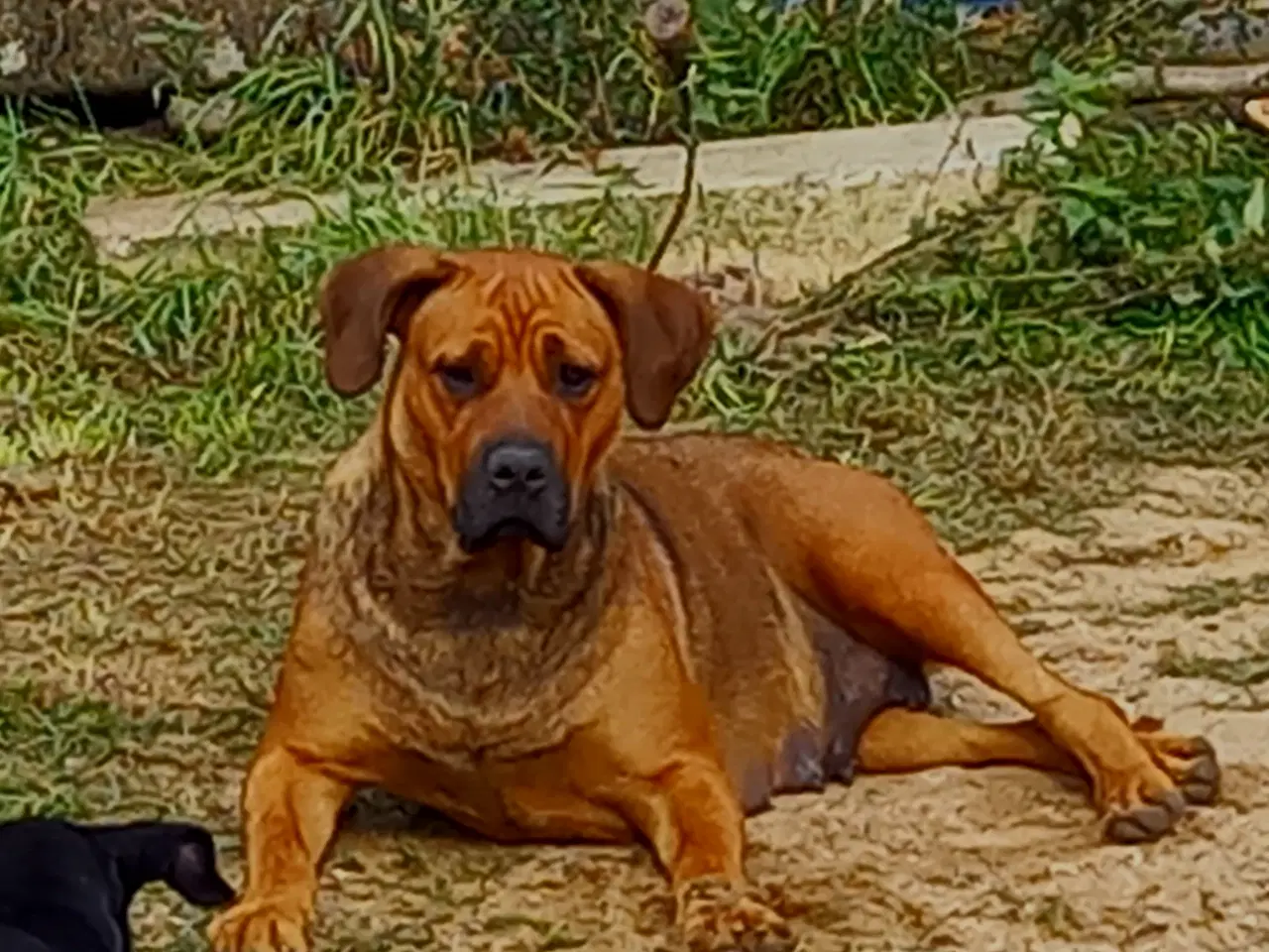 Billede 6 - Cane Corso/Rottweiler 