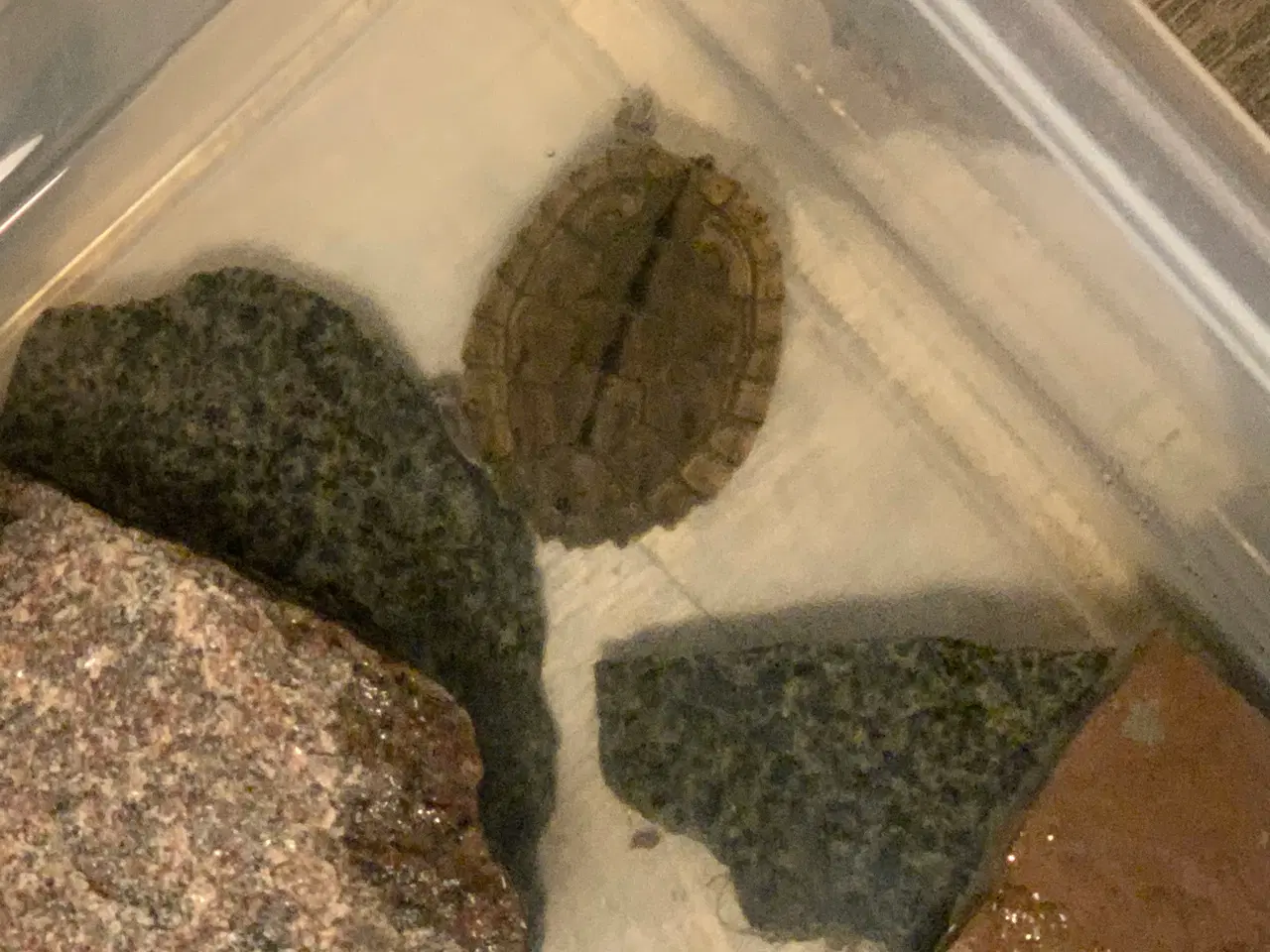 Billede 1 - Sumpskilpadde 