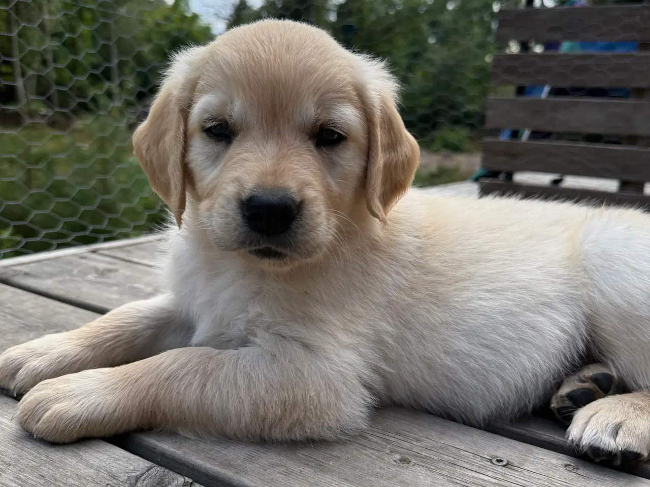 Billede 5 - Gold Retriever blandinger