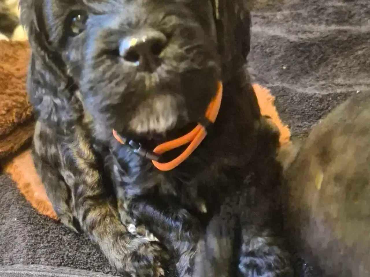 Billede 1 - 3 smukke Cockerpoo hvalpe 