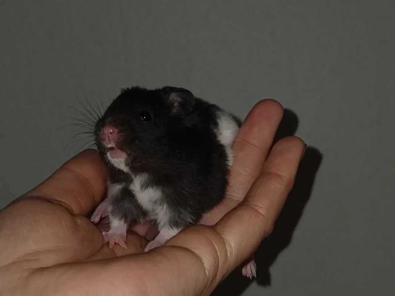 Billede 9 - Guldhamster unger