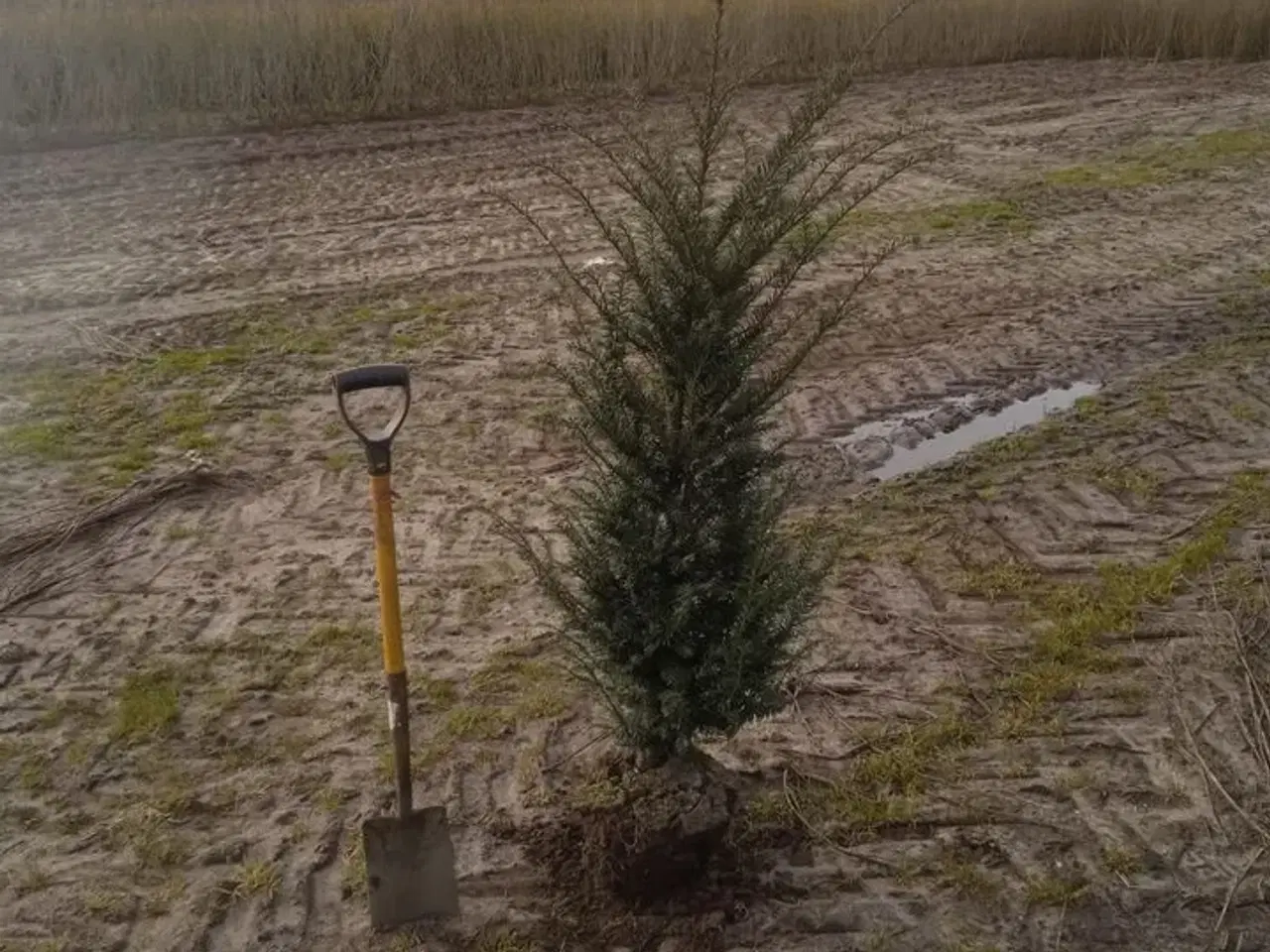 Billede 1 - 40 stk. Taxus baccata 100-120 cm.