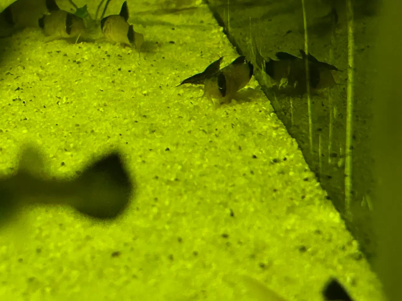 Billede 6 - 🐼🐟 Panda pansermaller – Sunde og aktive | Viby j