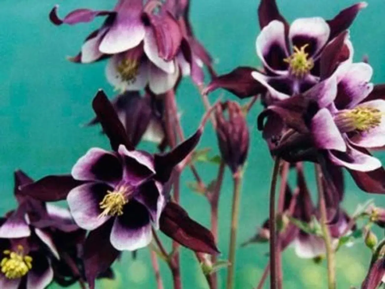 Billede 10 - Stauder, mange forskellige