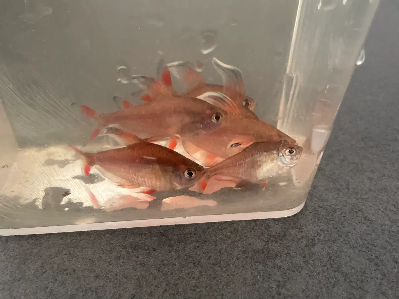 Billede 1 - White fin rosy tetra