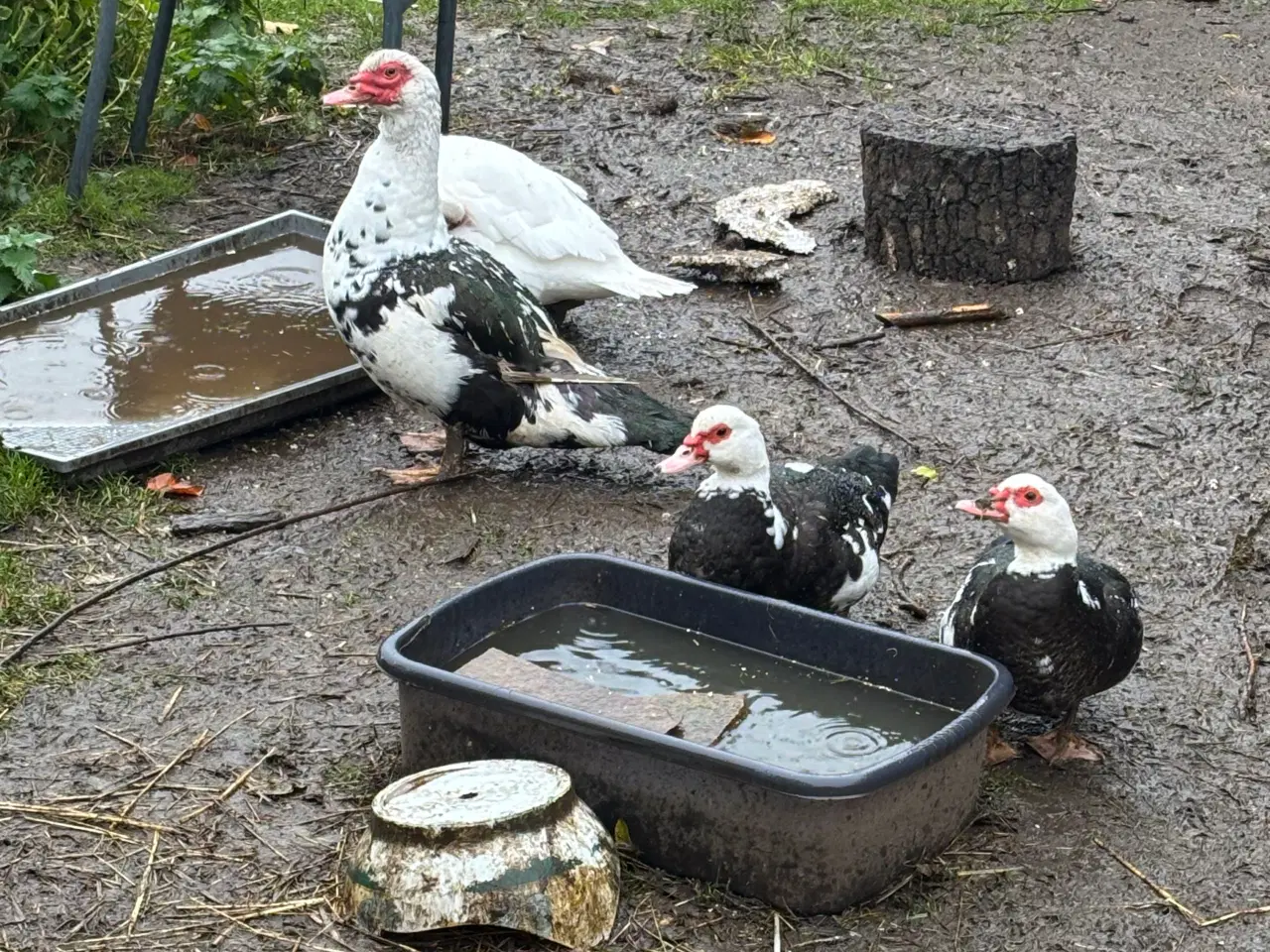 Billede 1 - Voksne moskus ænder