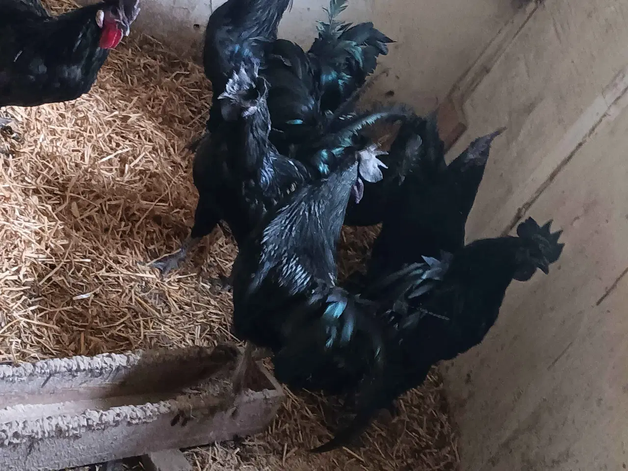 Billede 1 - Ayam Cemani Haner
