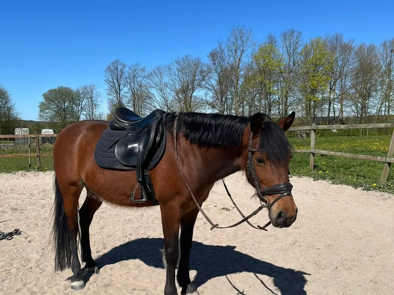 Billede 1 - Vallak på 9 år 140 cm